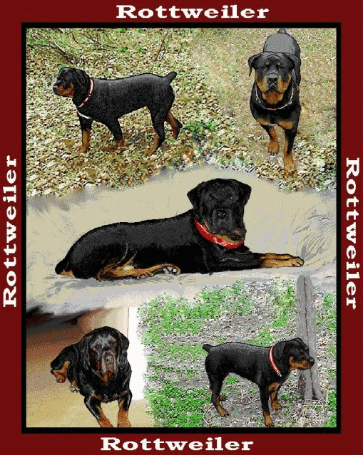 Rottweiler Tapestry Afghan